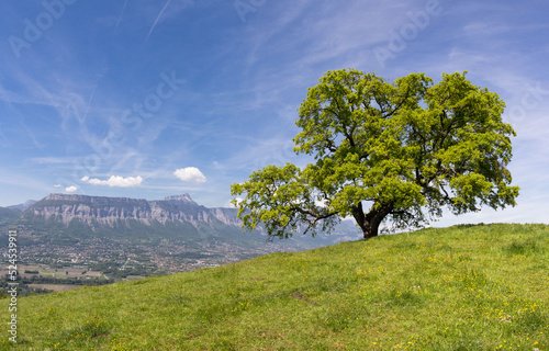 Arbre de Venon