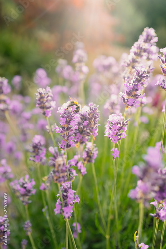 Very soft delicate focus on lavender with sun rays behind. A bumblebee is on one of the flowers.