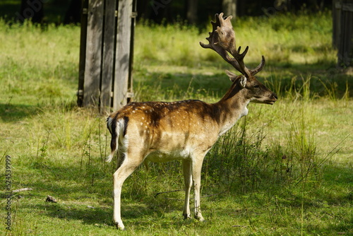 The European fallow deer also known as the common fallow deer or simply just fallow deer (Dama dama) is a species of ruminant mammal belonging to the family Cervidae. Location: Ivenack, Germany.