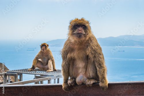 Selective focus on a monkey of Gibraltar (Macaca sylvanus) sitting and another monkey out of focus with sea and mountains in the background on top of The Rock photo