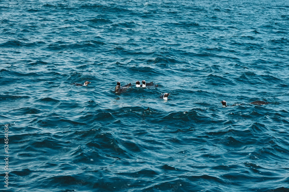 Obraz premium Penguins in the water