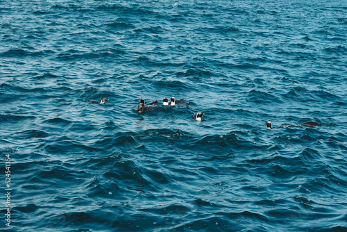 Penguins in the water