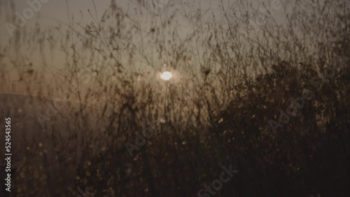 Sunrise Through Tall Grass