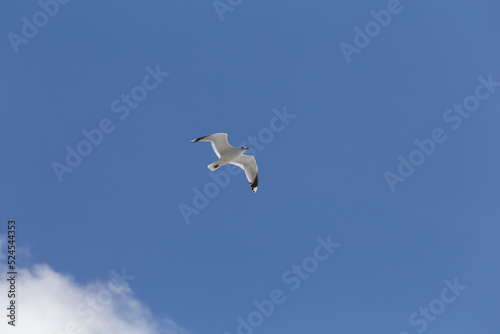 white seagull flies through the blue sky