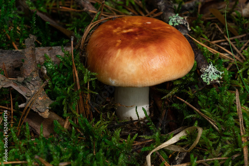 Edible mushroom Russula vinosa in the moss in the wet spruce forest. Mushroom with yellow-red cap and white stem. Autumn time, natural condition