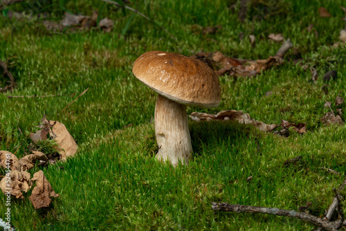 Boletus edulis is edible mushroom. Pporcini on moss in forest. Healthy and delicates food