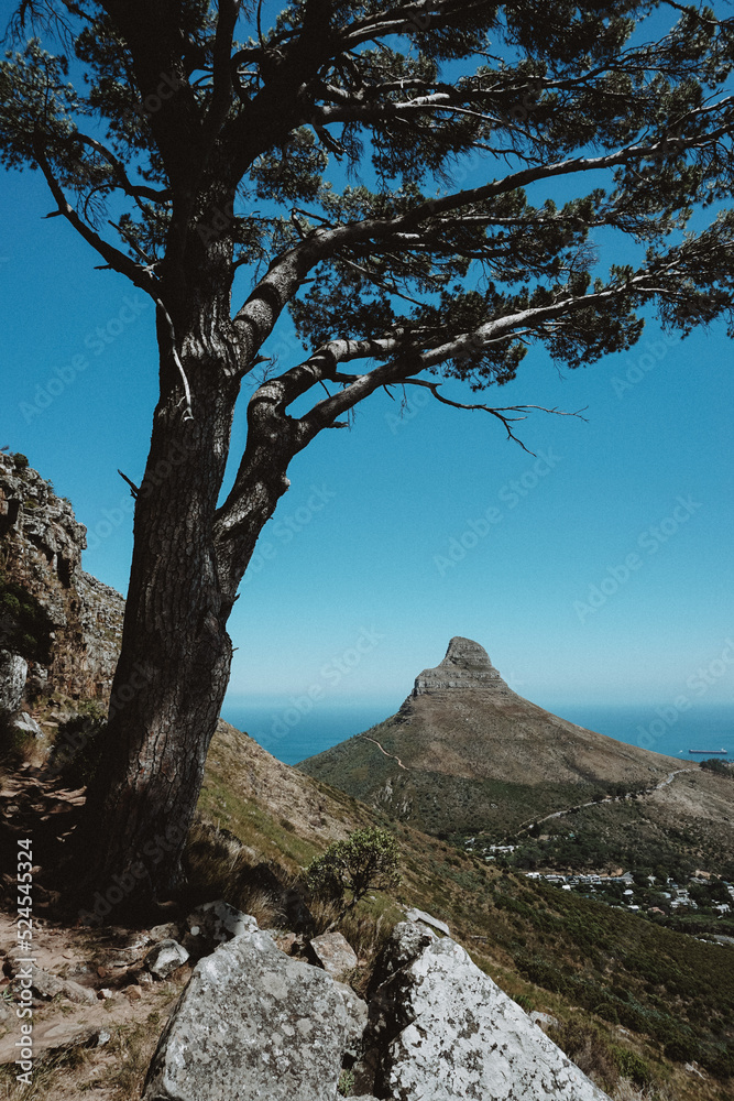 lions head view lions head view