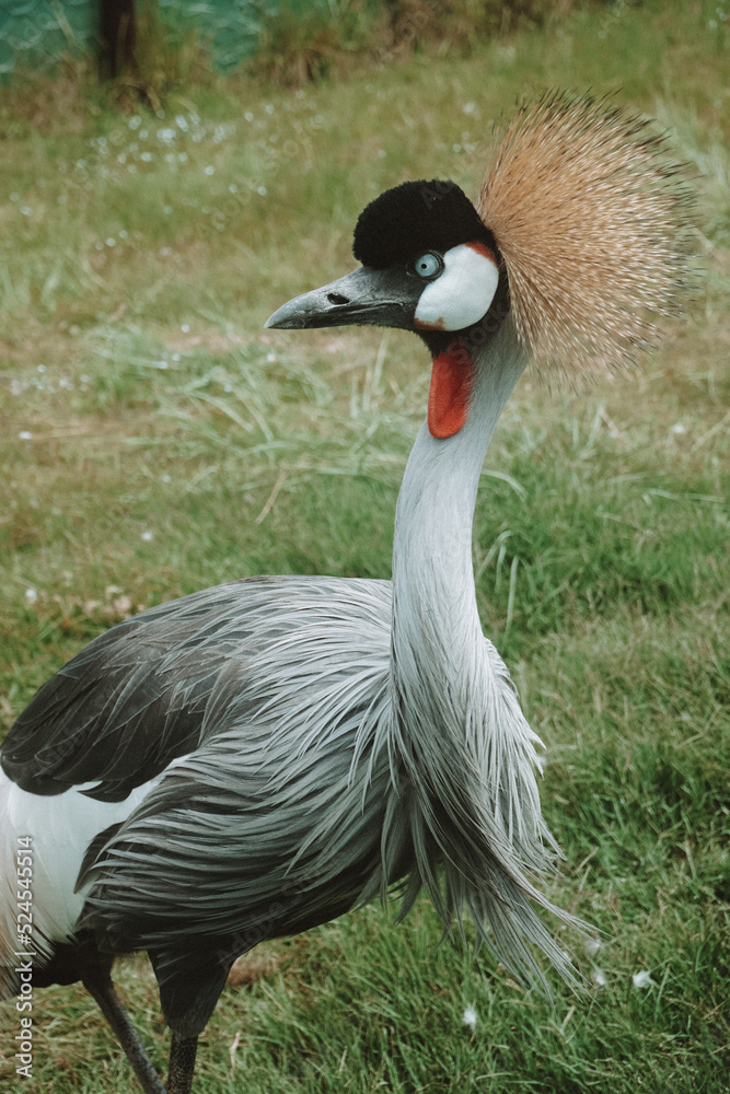 Fototapeta premium grey crowned crane