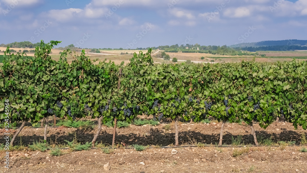 Close up of a vineyard with red black grapes
