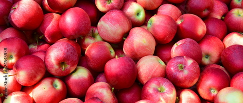 Rote Äpfel in der Kiste nach der Obsternte in Südtirol	 photo