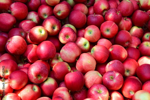 Rote Äpfel in der Obstkiste in Südtirol, biologisch, direkt vom Bauern	 photo