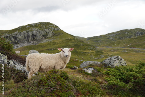 Neugieriges Schaf in Norwegen am Wegesrand mitten im Gebirge