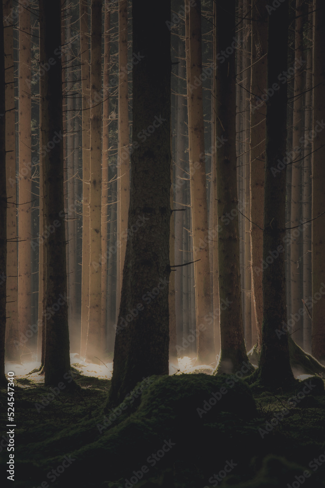 Obraz premium Bodennebel im Wald