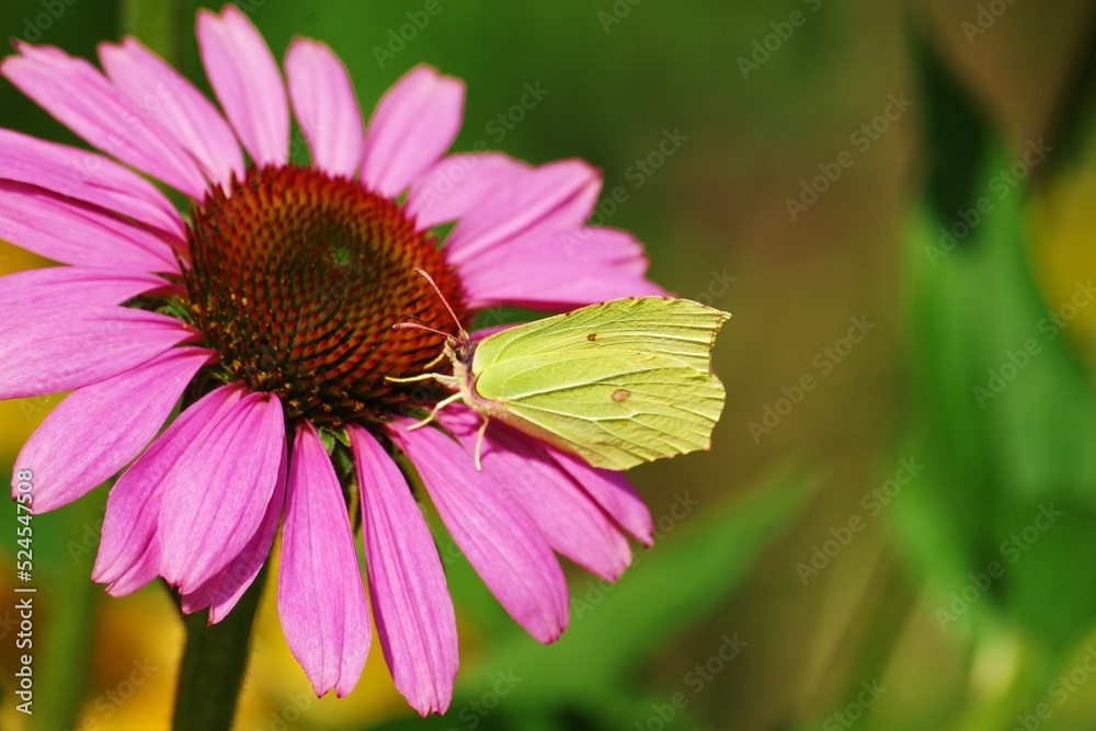 motyl i kwiat motyl i kwiat