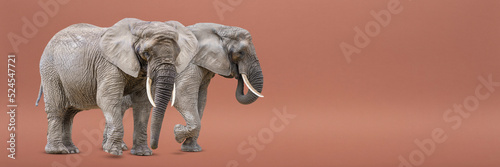 Isolate of two walking elephants. African elephants isolated on a uniform background. Photo of elephants close-up, side view. © SERSOLL