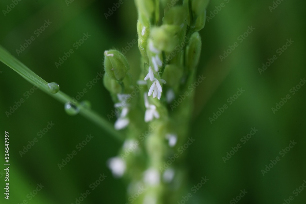 Rice plant flowers. In Japan, rice is planted in May, flowers bloom in August, and harvested from mid-September to October. Rice plant flowers. In Japan, rice is planted in May, flowers bloom in August, and harvested from mid-September to October.