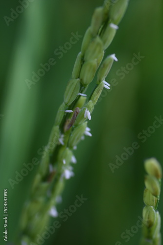 Rice plant flowers. In Japan  rice is planted in May  flowers bloom in August  and harvested from mid-September to October.