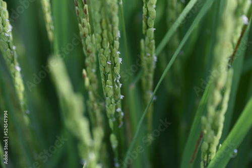 Rice plant flowers. In Japan, rice is planted in May, flowers bloom in August, and harvested from mid-September to October.