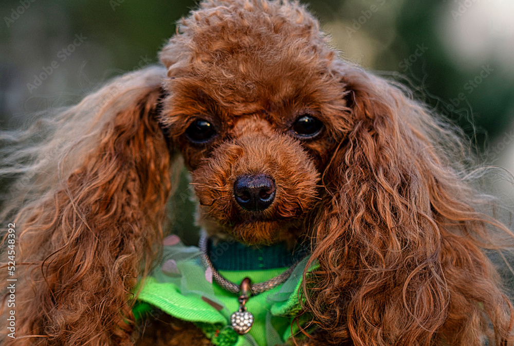 portrait of dog breed toy poodle, dwarf dog