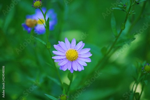 kwiat letni © Helena