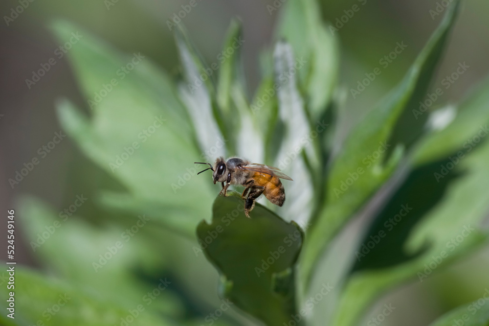 Honey Bee among greenery Honey Bee among greenery