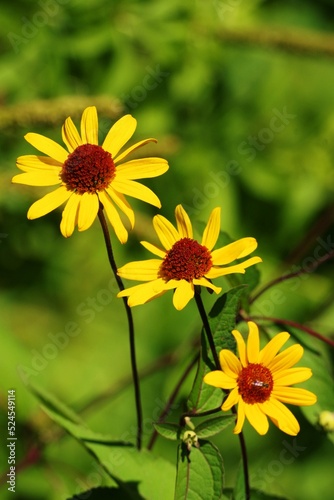 trzy żółte kwiatki © Helena