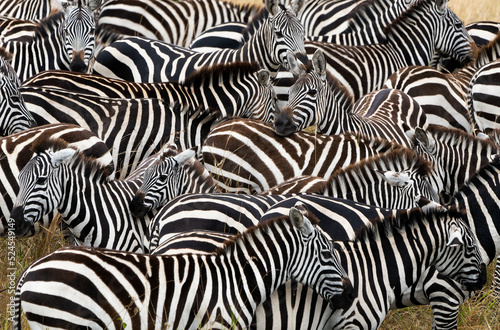 zebra skin texture