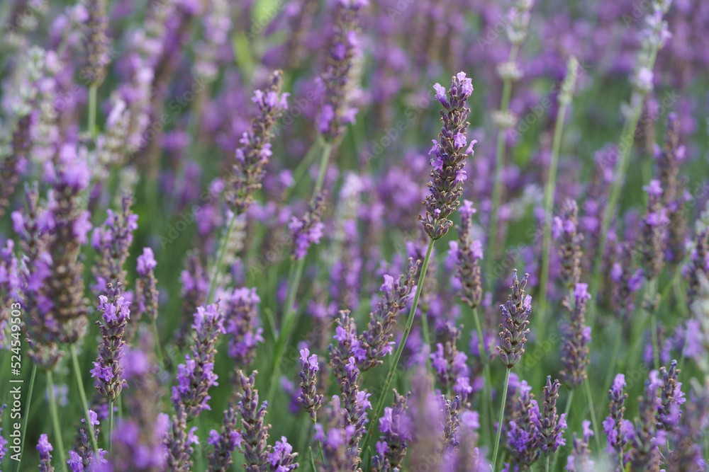 Lavender violet flowers grow in lush green grass on meadow on sunny day in spring in countryside. Natural floral background with fresh seasonal plants blooming in springtime extreme close view