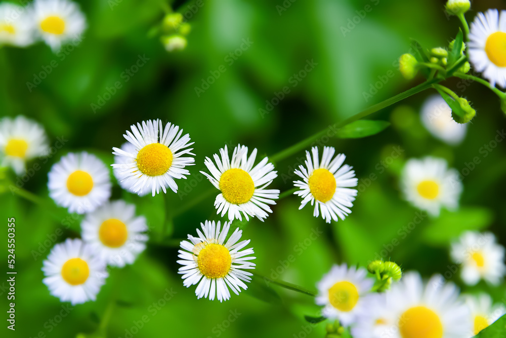 Obraz premium Chamomile wild flower. Flowering white meadow flower. Close-up of a small wild flower. Selective soft focus. Blurred background