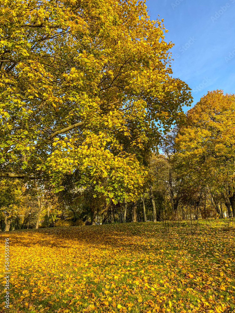 Naklejka premium autumn park in the park