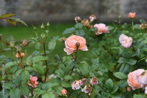 Roses in a church garden