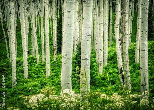 Fototapeta Naklejka Na Ścianę i Meble -  Aspen trees along Kebler Pass in Colorado in the summer