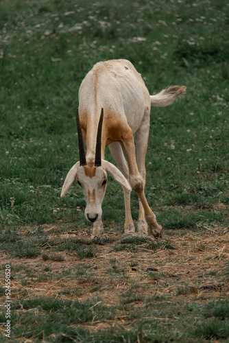 Fototapeta Naklejka Na Ścianę i Meble -  zoo , rogi sarna , gnu 