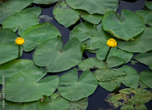 Obraz na plátně Gelbe Teichrose (Nuphar lutea) mit Blüten