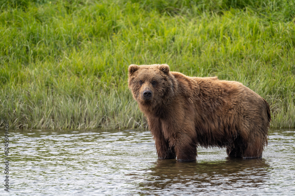 Fototapeta premium Alaskan brown bear at McNeil River