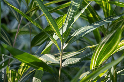 Bambous, feuillage et chaumes. Lumineux et coloré inspirant la détente et relaxation photo