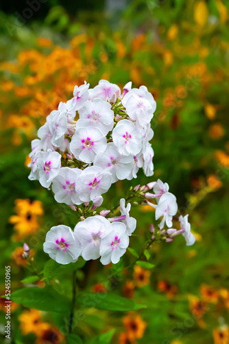 Phlox flower. Close-up of an inflorescence of white phlox against a background of yellow flowers. Flowers blooming in a garden. Floral wallpaper. Selective focus. Blurred background