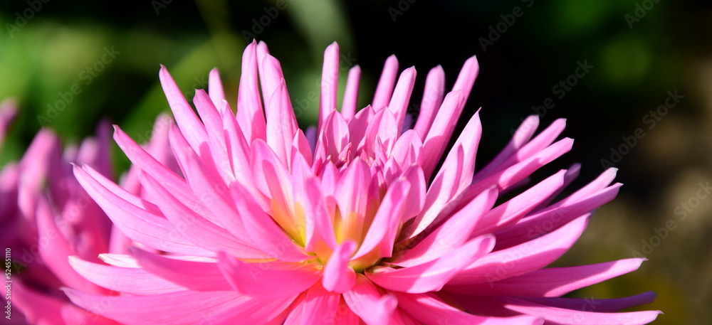 Rosa Dahlie, Nahaufnahme, Banner und Hintergrund Rosa Dahlie, Nahaufnahme, Banner und Hintergrund