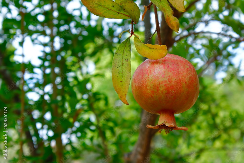 pomegranat in the garden pomegranat in the garden