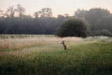 Sarna in the meadow looking sideways during the sunset
