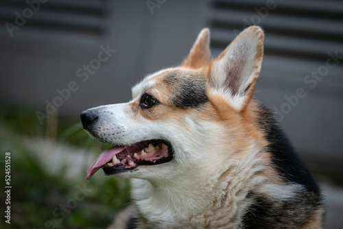 Close up portrait of corgi dog with tongue hanging out.