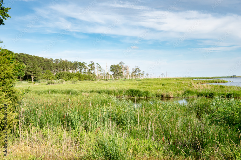 freshwater creek empties into larger body of water in the river delta floodplain that is rich in grass and coastal marine life near the edge of a woodland forest