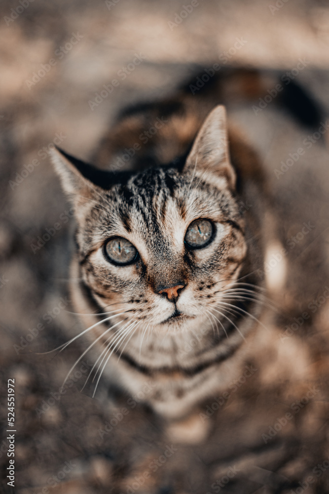Gato mirando hacia arriba gris y rayas negras