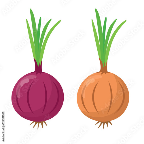 Red onion and onion isolated on white background. Difference between red onion and onion. flat style
