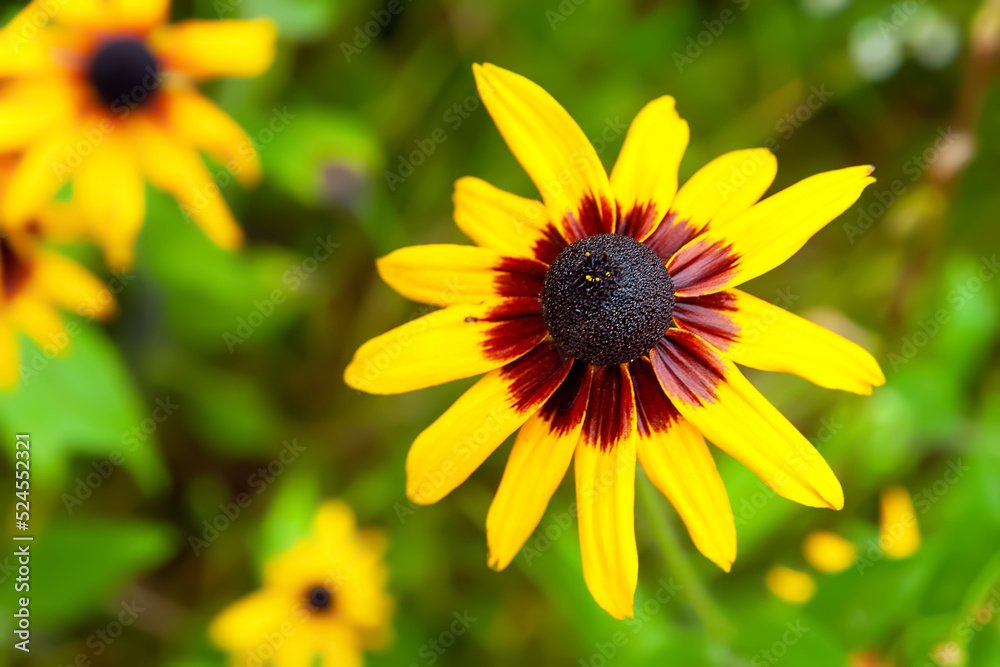 Rudbeckia flower. Black-eyed Susan. Close-up of a wet large flower after rain. Selective focus. Floral wallpaper. Blurred background Rudbeckia flower. Black-eyed Susan. Close-up of a wet large flower after rain. Selective focus. Floral wallpaper. Blurred background