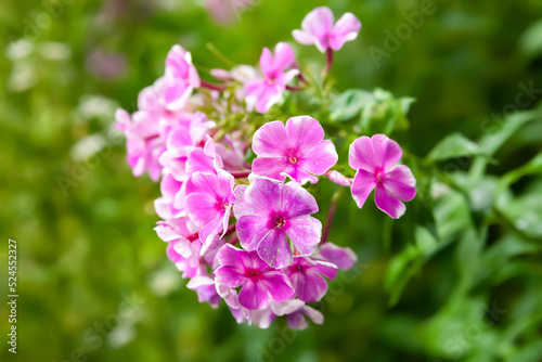 Phlox inflorescence. Close-up of a pink phlox flower. Flowers blooming in the garden. Floral wallpaper. Selective focus. Blurred background