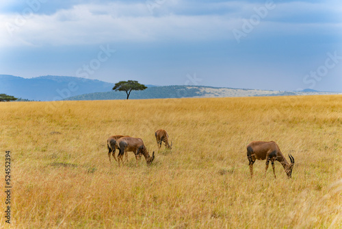 Masai mara National Park in Kenya © Posztós János