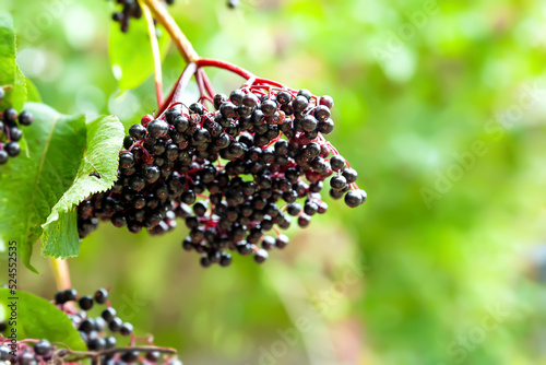 Close-up of an elderberry inflorescence. Clusters of black elderberries. Healing homeopathic plants. Selective focus. Floral wallpaper. Blurred background