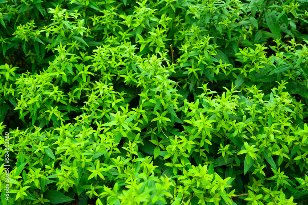 Green foliage background. Natural texture of garden aster leaves. Abstract surface for design Green foliage background. Natural texture of garden aster leaves. Abstract surface for design