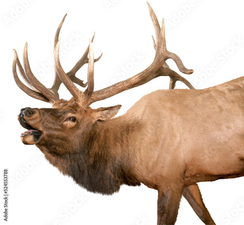 A Rocky Mountain Bull Elk bugling over a transparent background. photo